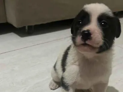Cachorro raça SRD-ViraLata idade Abaixo de 2 meses nome Preto