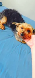 Tuffy