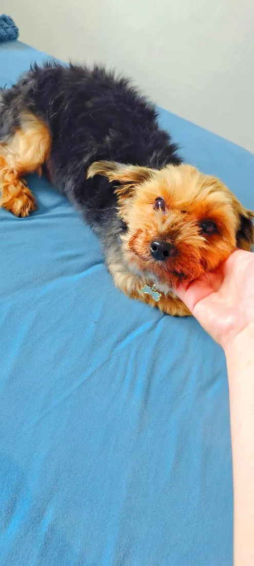Cachorro raça SRD-ViraLata idade 6 ou mais anos nome Tuffy