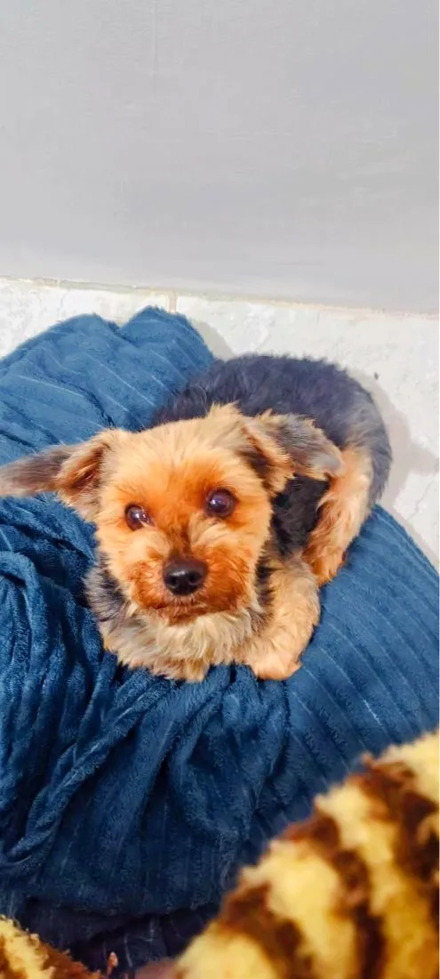 Cachorro raça SRD-ViraLata idade 6 ou mais anos nome Tuffy