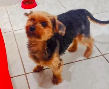 Cachorro raça SRD-ViraLata idade 6 ou mais anos nome Tuffy