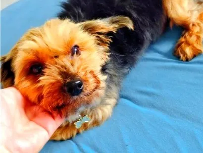 Cachorro raça SRD-ViraLata idade 6 ou mais anos nome Tuffy (ADOTADO)