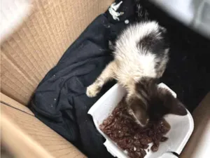 Gato raça SRD-ViraLata idade Abaixo de 2 meses nome Bigodes