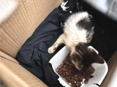 Gato raça SRD-ViraLata idade Abaixo de 2 meses nome Bigodes