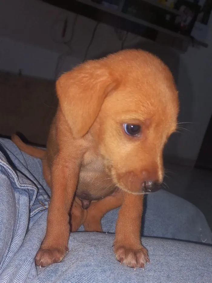 Cachorro raça SRD-ViraLata idade 2 a 6 meses nome não tem 