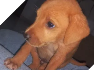 Cachorro raça SRD-ViraLata idade 2 a 6 meses nome não tem 
