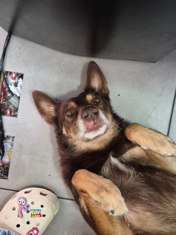 Cachorro raça SRD-ViraLata idade 1 ano nome n tem