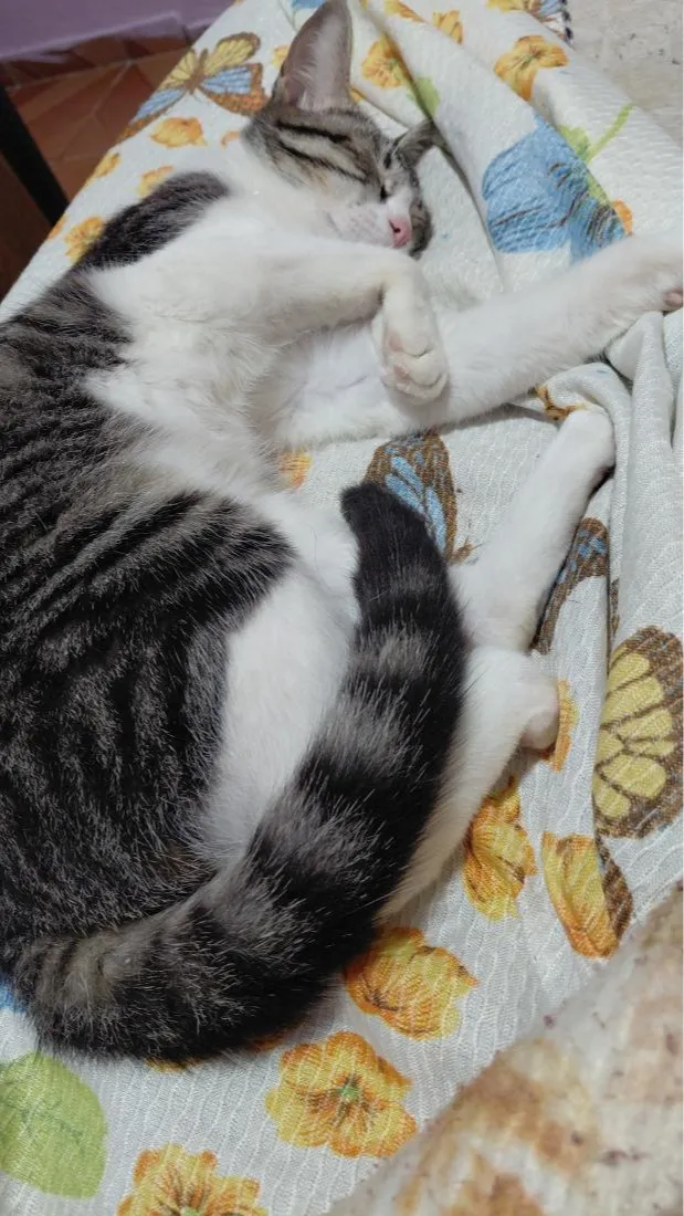 Gato raça SRD-ViraLata idade 7 a 11 meses nome jeni