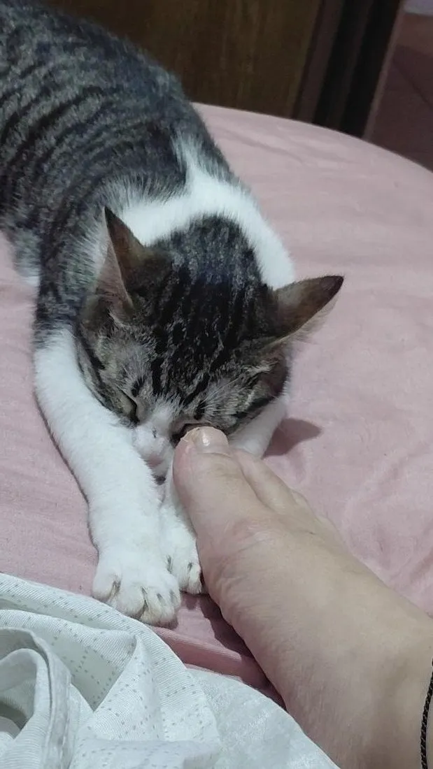 Gato raça SRD-ViraLata idade 7 a 11 meses nome jeni