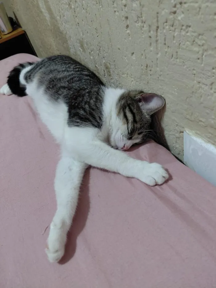 Gato raça SRD-ViraLata idade 7 a 11 meses nome jeni