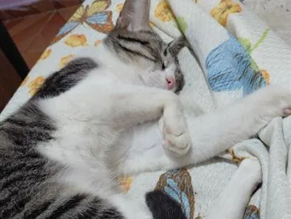 Gato raça SRD-ViraLata idade 7 a 11 meses nome jeni