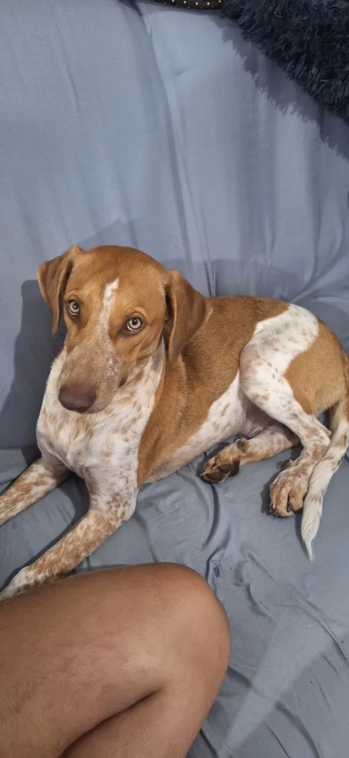 Cachorro raça Perdigueiro idade 7 a 11 meses nome Spyke