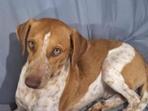 Cachorro raça Perdigueiro idade 7 a 11 meses nome Spyke