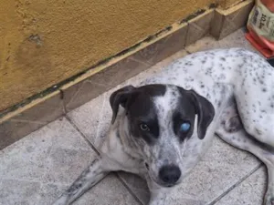 Cachorro raça SRD-ViraLata idade 1 ano nome Zeca