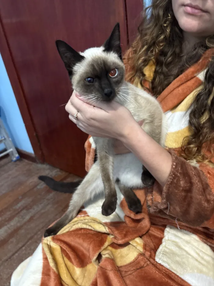 Gato raça Siamês idade 2 a 6 meses nome Não tem nome 