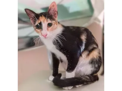 Gato raça SRD-ViraLata idade 7 a 11 meses nome Pintadinha/RJ