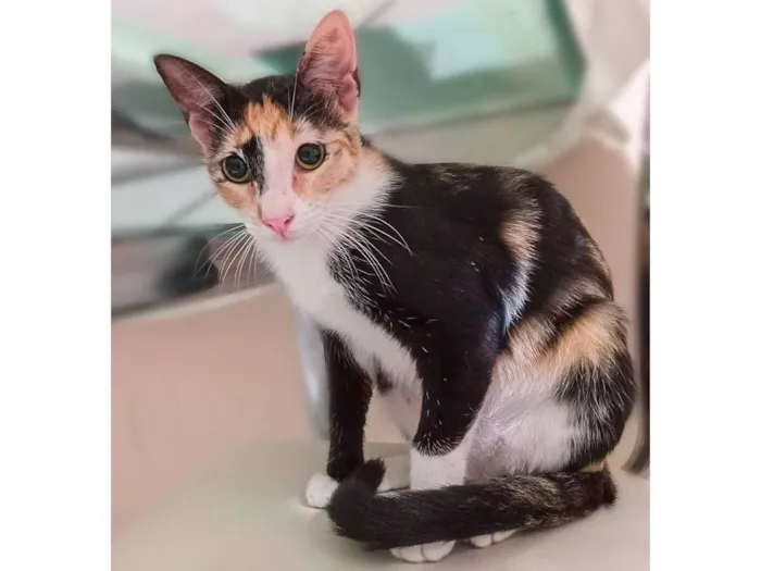 Gato raça SRD-ViraLata idade 7 a 11 meses nome Pintadinha