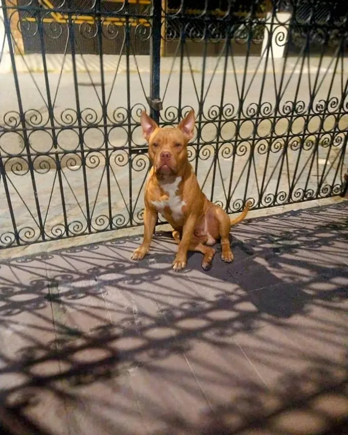 Cachorro raça Pit-Bull idade 2 anos nome Kellogs