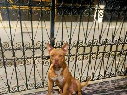 Cachorro raça Pit-Bull idade 2 anos nome Kellogs