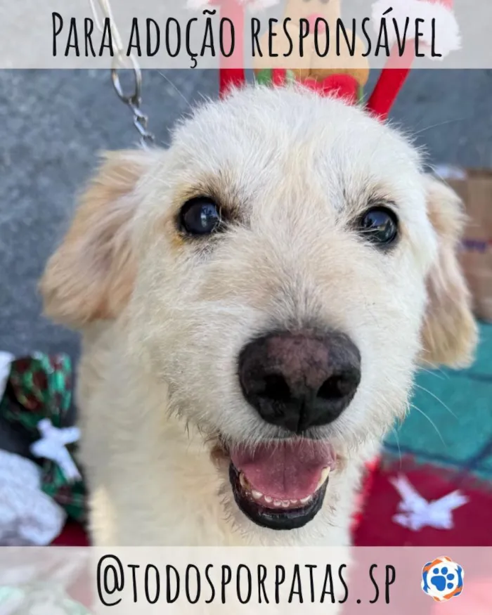Cachorro raça SRD-ViraLata idade 3 anos nome BR