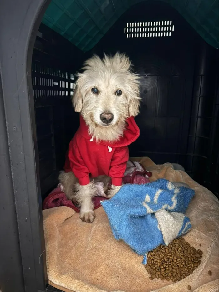Cachorro raça SRD-ViraLata idade 3 anos nome BR