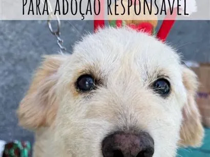Cachorro raça SRD-ViraLata idade 3 anos nome BR