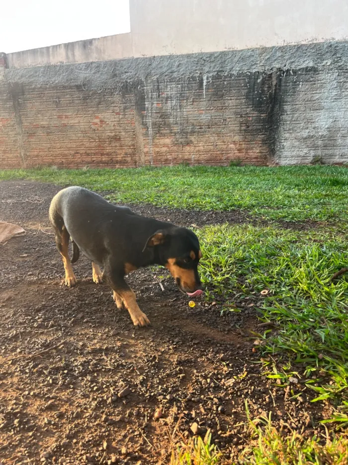 Cachorro raça SRD-ViraLata idade Abaixo de 2 meses nome Melly, Meia Lua e Caramelo