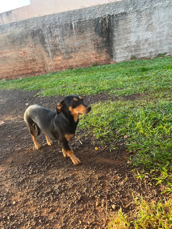 Cachorro raça SRD-ViraLata idade Abaixo de 2 meses nome Melly, Meia Lua e Caramelo