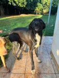Melly, Meia Lua e Caramelo