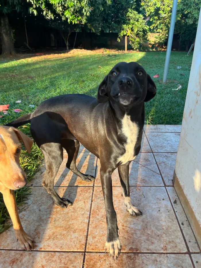 Cachorro raça SRD-ViraLata idade Abaixo de 2 meses nome Melly, Meia Lua e Caramelo