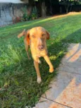 Melly, Meia Lua e Caramelo