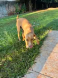 Melly, Meia Lua e Caramelo