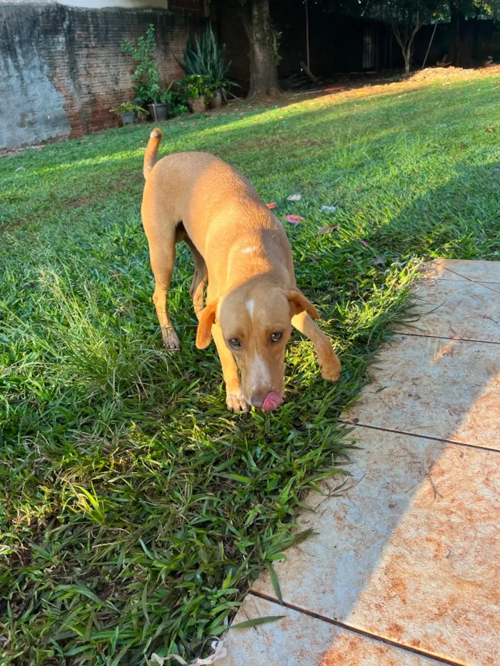 Cachorro raça SRD-ViraLata idade Abaixo de 2 meses nome Melly, Meia Lua e Caramelo