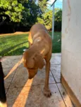 Melly, Meia Lua e Caramelo
