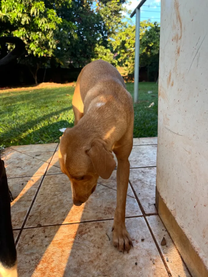 Cachorro raça SRD-ViraLata idade Abaixo de 2 meses nome Melly, Meia Lua e Caramelo