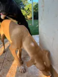 Melly, Meia Lua e Caramelo