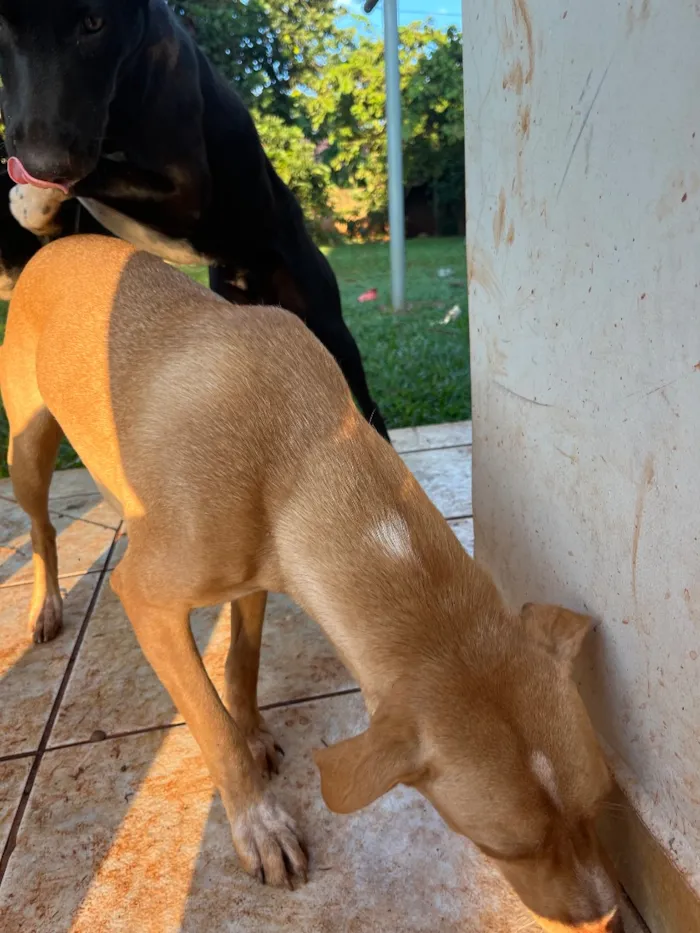 Cachorro raça SRD-ViraLata idade Abaixo de 2 meses nome Melly, Meia Lua e Caramelo