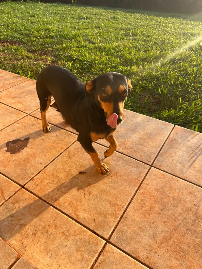 Cachorro raça SRD-ViraLata idade Abaixo de 2 meses nome Melly, Meia Lua e Caramelo