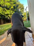 Melly, Meia Lua e Caramelo