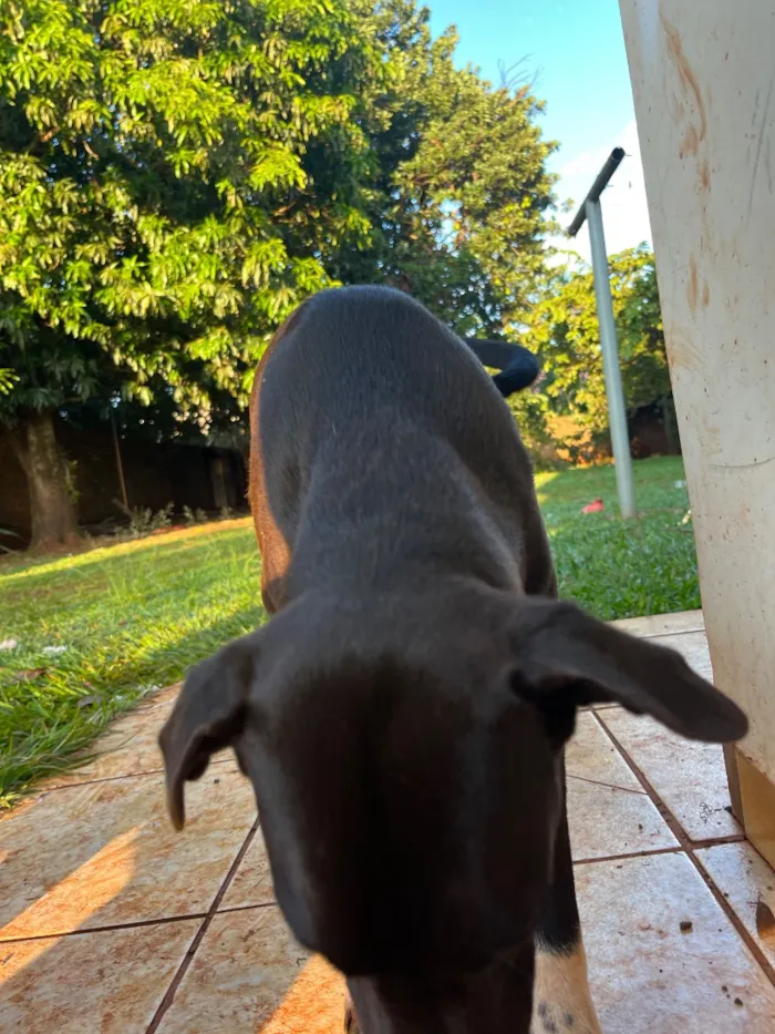 Cachorro raça SRD-ViraLata idade Abaixo de 2 meses nome Melly, Meia Lua e Caramelo