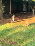 Melly, Meia Lua e Caramelo