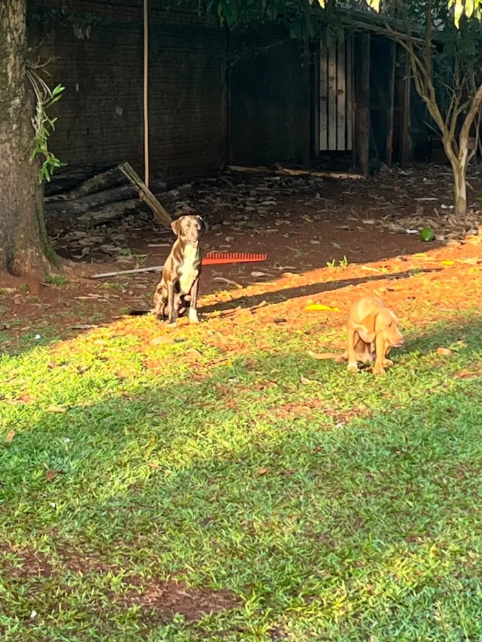Cachorro raça SRD-ViraLata idade Abaixo de 2 meses nome Melly, Meia Lua e Caramelo