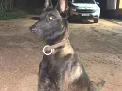 Cachorro raça pastor belga malinois  idade 2 anos nome Kiara