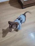 choco 