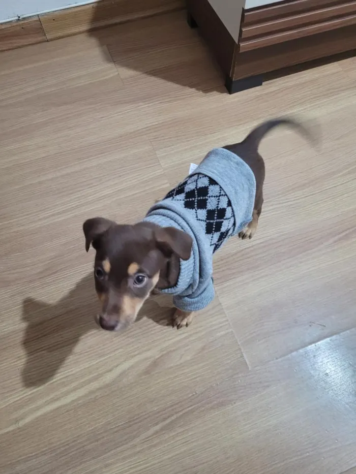 Cachorro raça SRD-ViraLata idade 2 a 6 meses nome choco 