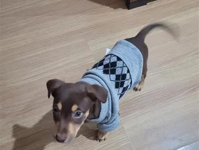 Cachorro raça SRD-ViraLata idade 2 a 6 meses nome choco 