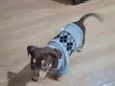 choco