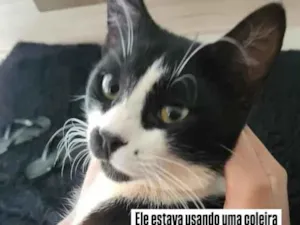 Gato raça SRD-ViraLata idade 7 a 11 meses nome Tonho