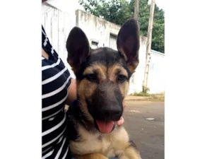 Cachorro raça Pastor Alemão idade 2 a 6 meses nome Shakira