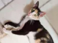 Pintadinha